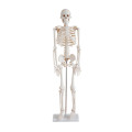 Life-Size Skeleton 85CM Tall